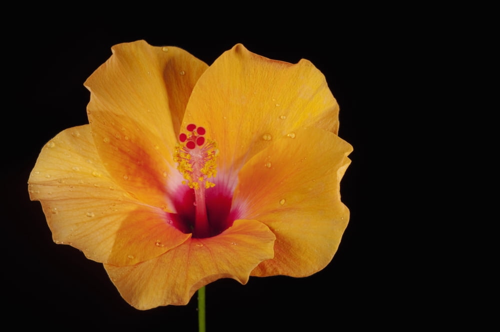 An Orange Hibiscus Chiang Mai Thailand Canvas Art - Stuart Corlett Design Pics (20 x 13)