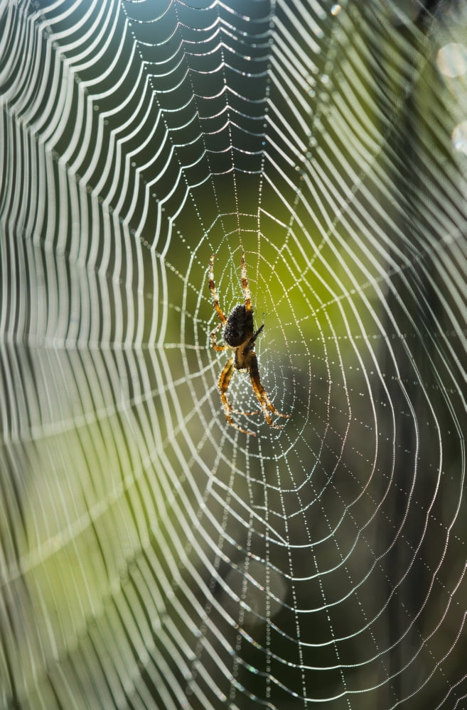 An Orb-Weaver spider rests on her web Astoria Oregon United States of America Canvas Art - Robert L Potts Design Pics (12 x 19)