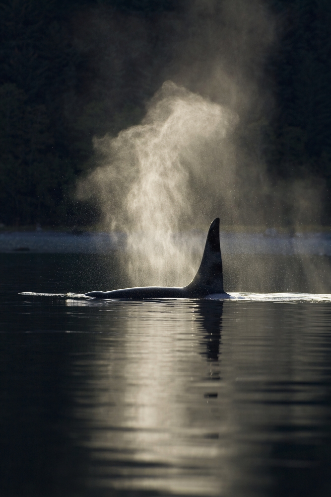 An Orca Whale Exhales (Blows) As It Surfaces In Alaskas Inside Passage Southeast Alaska Canvas Art - John Hyde Design Pics (11 x 17)