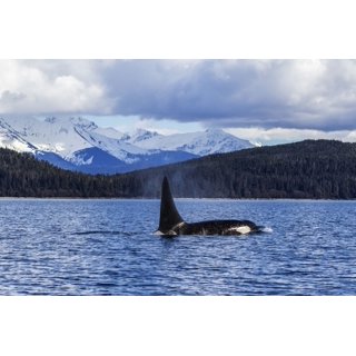 https://i5.walmartimages.com/seo/An-Orca-Whale-Killer-Orcinus-orca-surface-near-Juneau-Lynn-Canal-Inside-Passage-Alaska-United-States-America-Poster-Print-John-Hyde-Design-Pics-17-x_14261acf-0265-4466-95a9-dec132fb4370.b85aba98c3359bb0ee041639f1b21fa1.jpeg?odnHeight=320&odnWidth=320&odnBg=FFFFFF