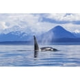 thumbnail image 1 of An Orca Whale   surfaces near Juneau  Lynn Canal  Chilkat Mountains  Inside Passage; Alaska, 1 of 2