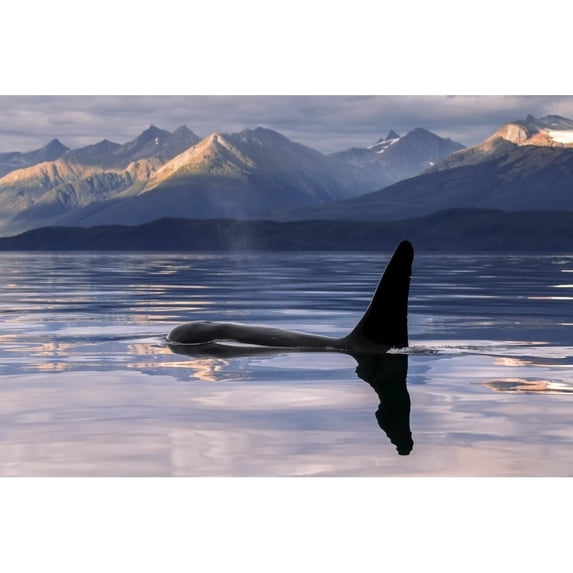 An Orca Whale surfaces near Juneau in Lynn Canal Inside Passage; Alaska United States of