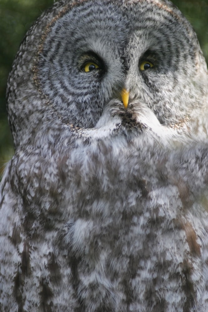 An Owl Canvas Art - Con Tanasiuk Design Pics (11 x 17)