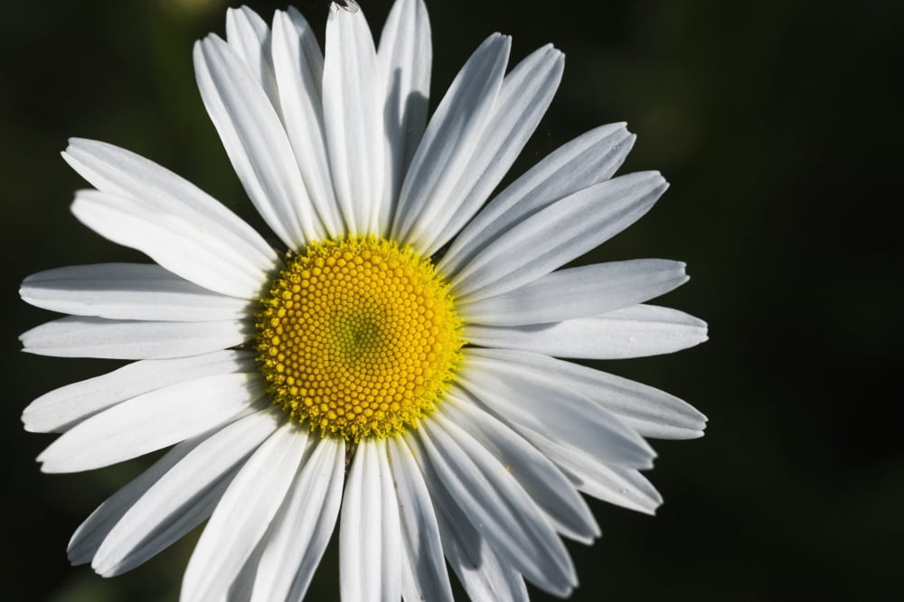 An Ox Eye Daisy blooms Astoria Oregon United States of America Canvas Art - Robert L Potts Design Pics (38 x 24)
