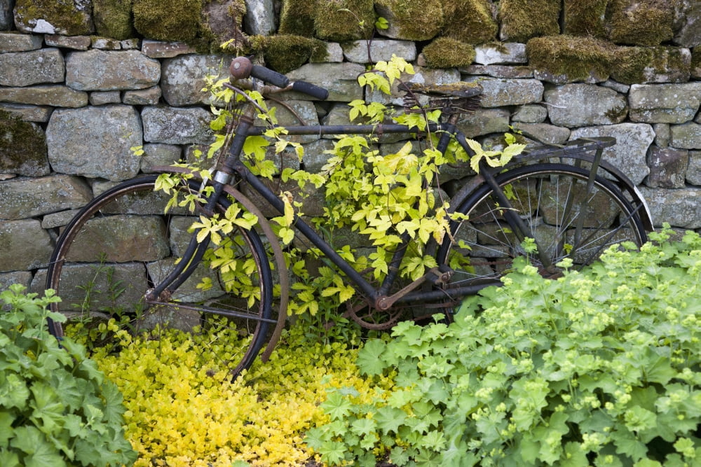 An abandoned bicycle surrounded and covered in foliageNorthumberland england Canvas Art - John Short Design Pics (19 x 12)