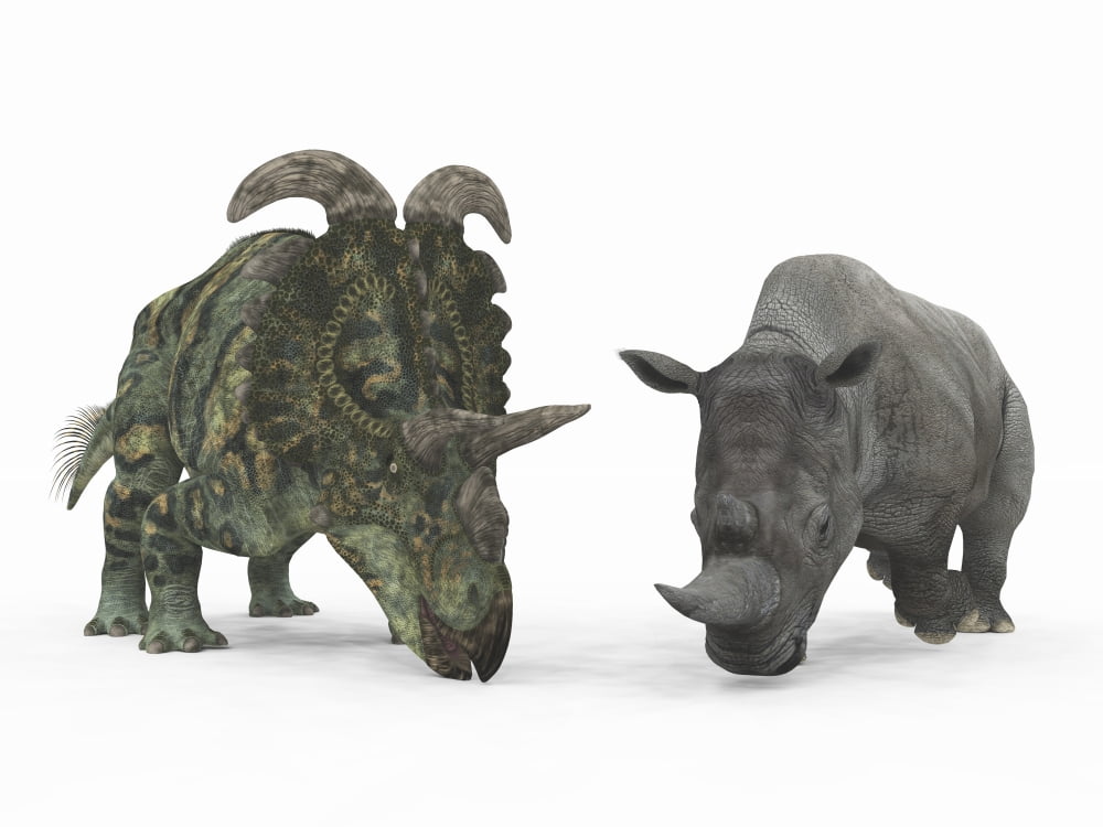 An adult Albertaceratops compared to a modern adult White Rhinoceros Canvas Art - Walter MyersStocktrek Images (17 x 13)