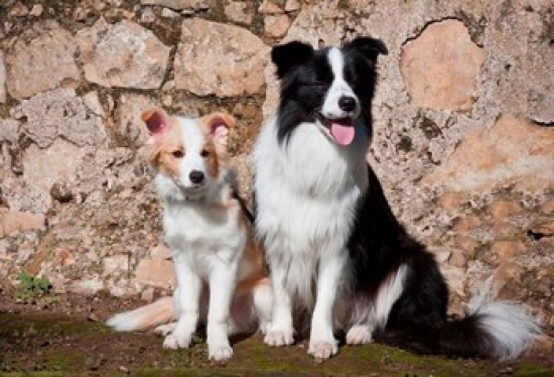 An adult Border Collie dog with puppy Canvas Art - Zandria Muench Beraldo DanitaDelimont (36 x 24)
