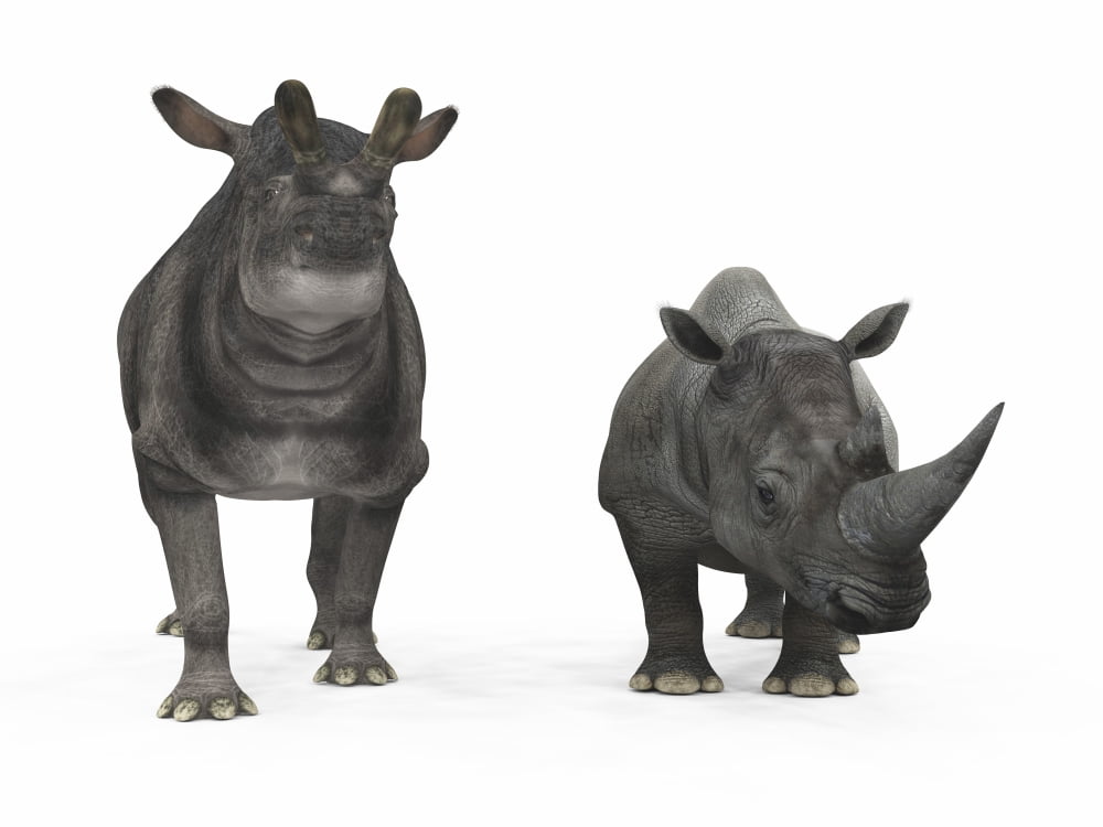 An adult Brontotherium compared to a modern adult White Rhinoceros Canvas Art - Walter MyersStocktrek Images (17 x 13)