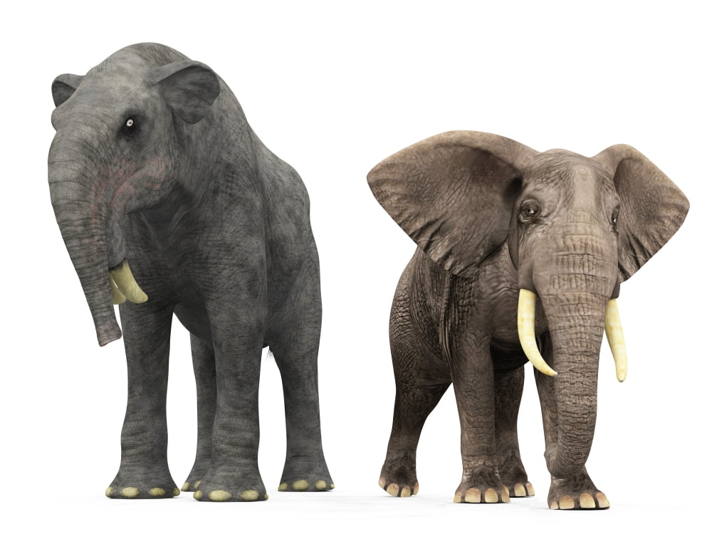 An adult Deinotherium compared to a modern adult African Elephant Canvas Art - Walter MyersStocktrek Images (33 x 25)