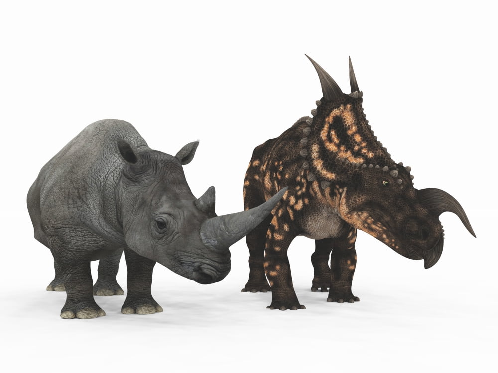 An adult Einiosaurus compared to a modern adult White Rhinoceros Canvas Art - Walter MyersStocktrek Images (17 x 13)