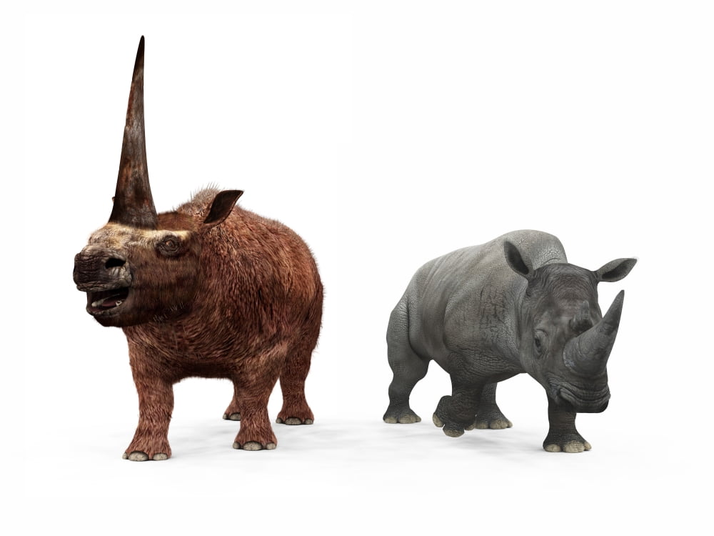 An adult Elasmotherium compared to a modern adult White Rhinoceros Canvas Art - Walter MyersStocktrek Images (17 x 13)
