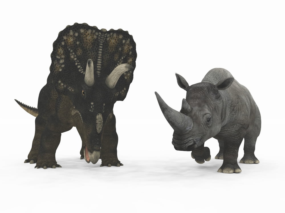 An adult Nedoceratops compared to a modern adult White Rhinoceros Canvas Art - Walter MyersStocktrek Images (17 x 13)