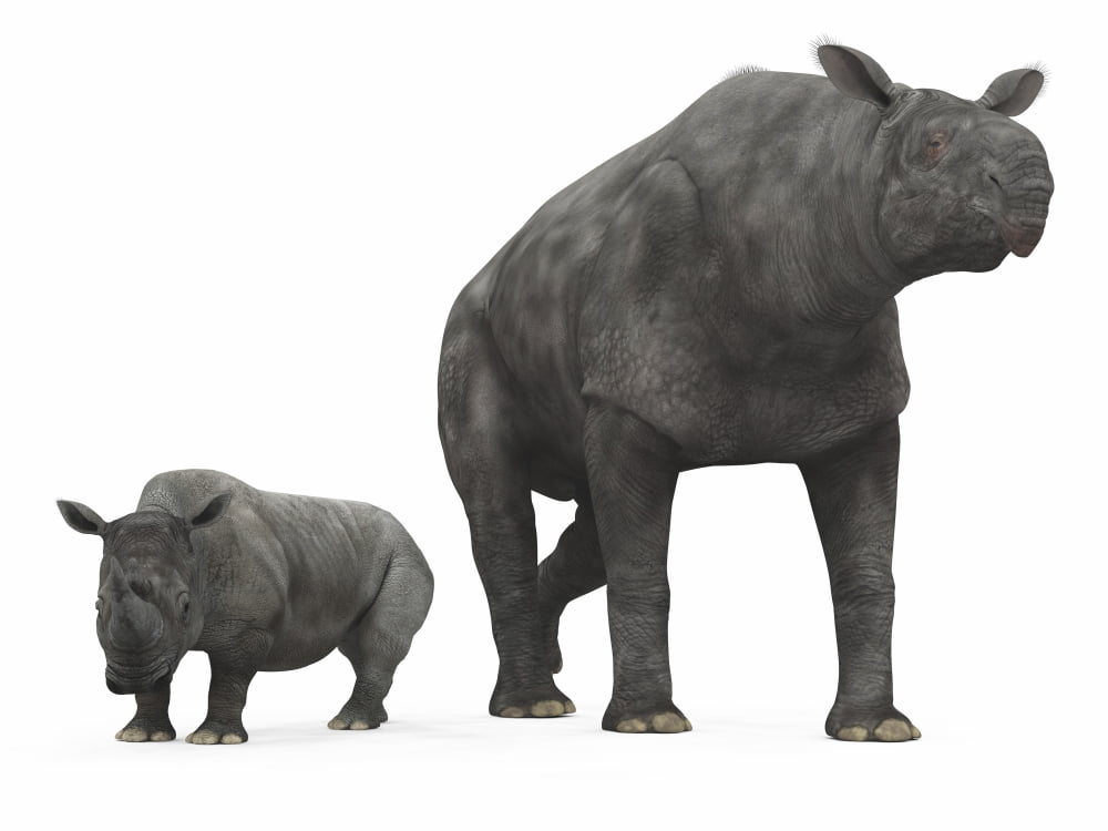 An adult Paraceratherium compared to a modern adult White Rhinoceros Canvas Art - Walter MyersStocktrek Images (33 x 25)