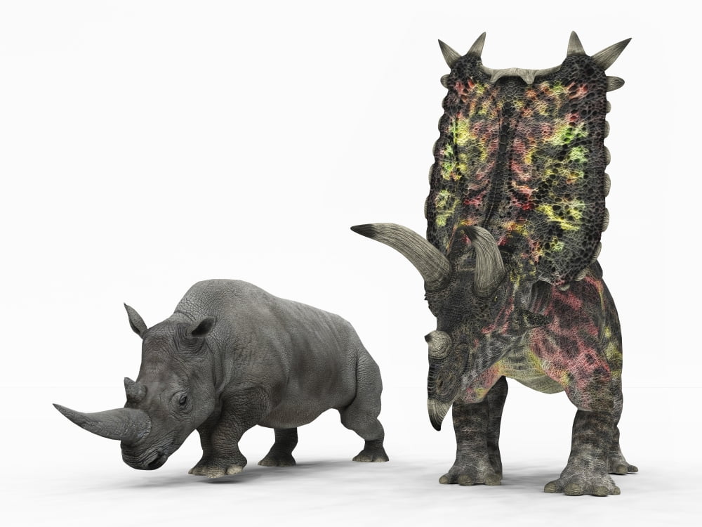 An adult Pentaceratops compared to a modern adult White Rhinoceros Canvas Art - Walter MyersStocktrek Images (33 x 25)