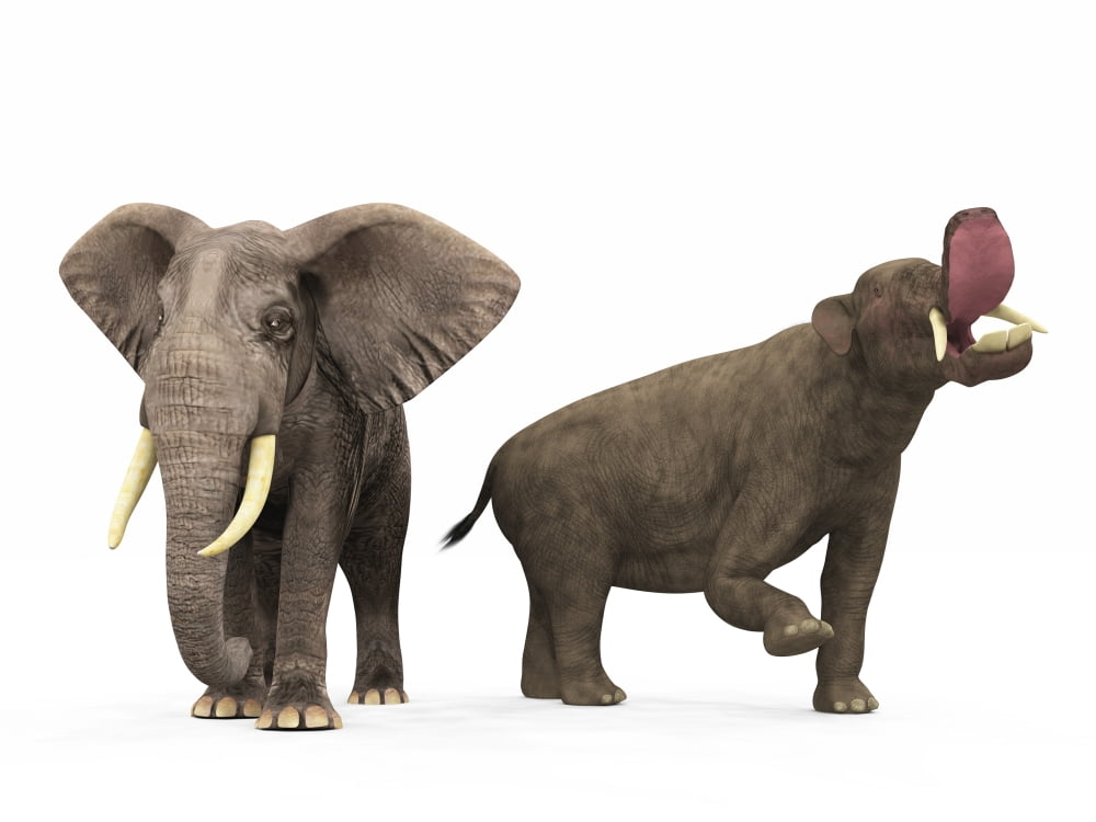 An adult Platybelodon compared to a modern adult African Elephant Canvas Art - Walter MyersStocktrek Images (17 x 13)