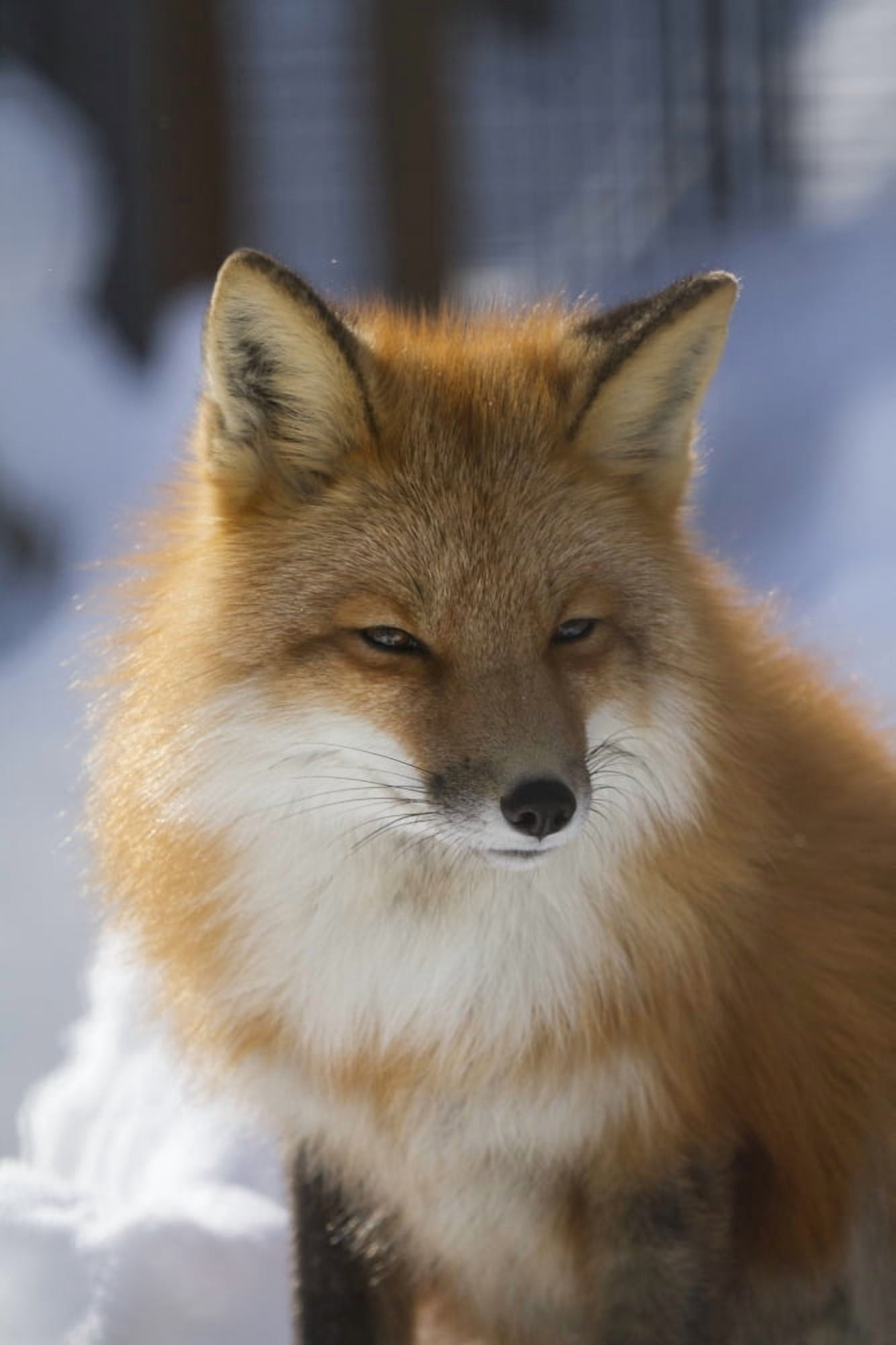 An adult Red fox in the Anchorage area of Alaska Winter Southcentral Alaska Face portraits Fox Canvas Art - Doug Lindstrand Design Pics (12 x 18)