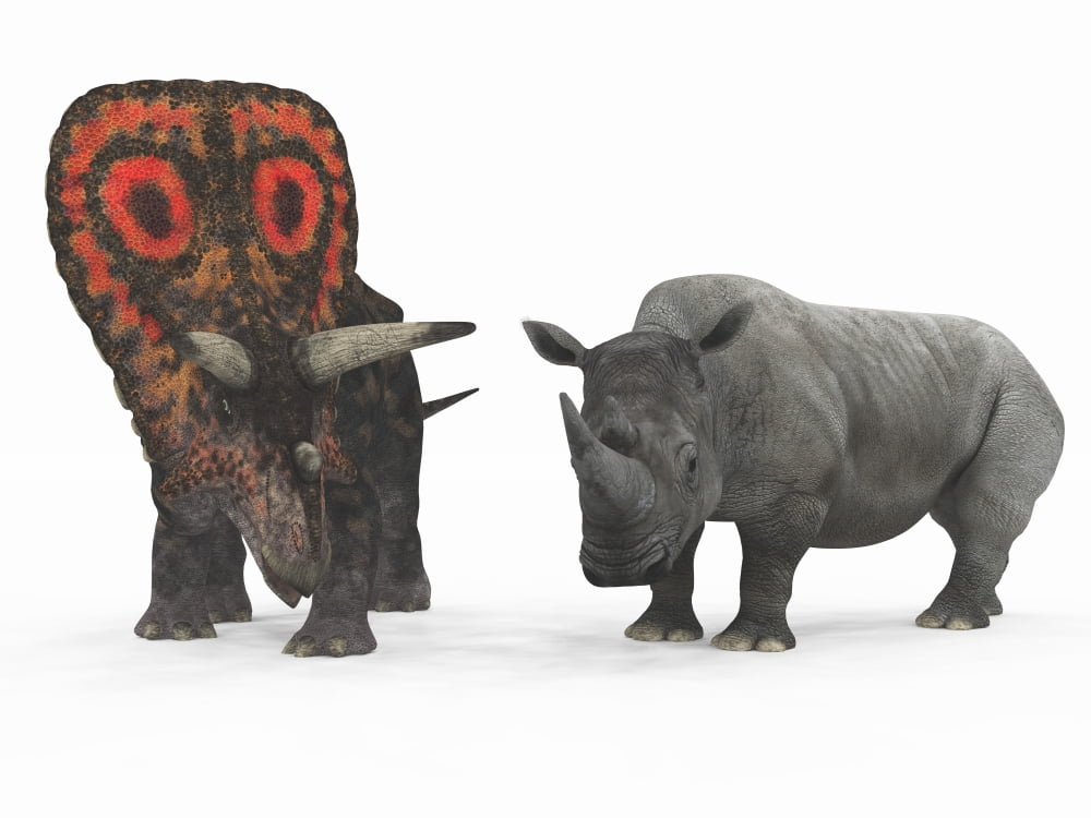 An adult Torosaurus compared to a modern adult White Rhinoceros Canvas Art - Walter MyersStocktrek Images (17 x 13)