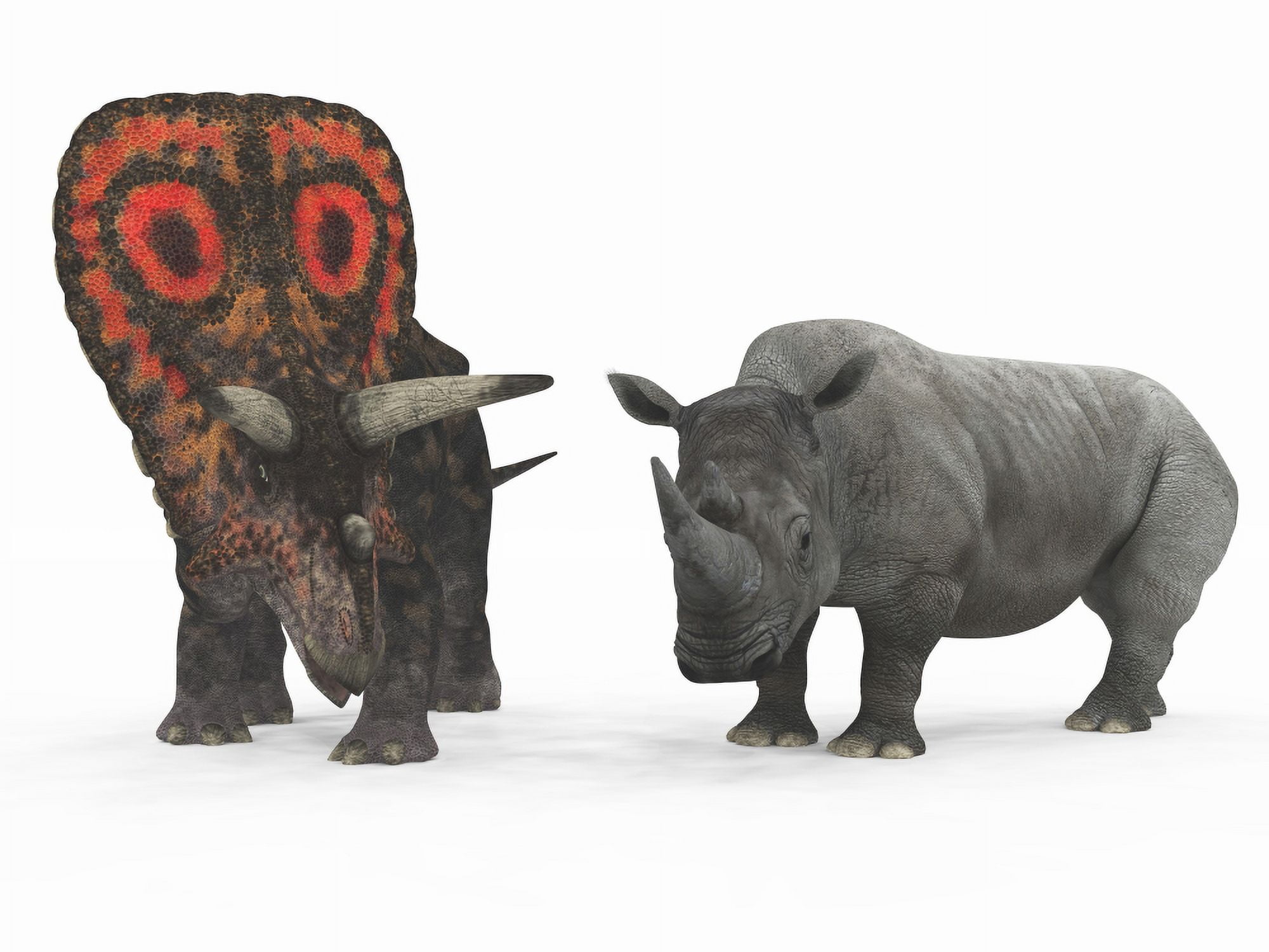 An adult Torosaurus compared to a modern adult White Rhinoceros Canvas Art - Walter MyersStocktrek Images (33 x 25)