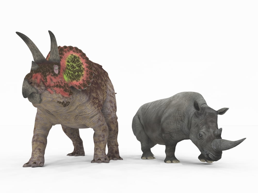 An adult Triceratops compared to a modern adult White Rhinoceros Canvas Art - Walter MyersStocktrek Images (33 x 25)