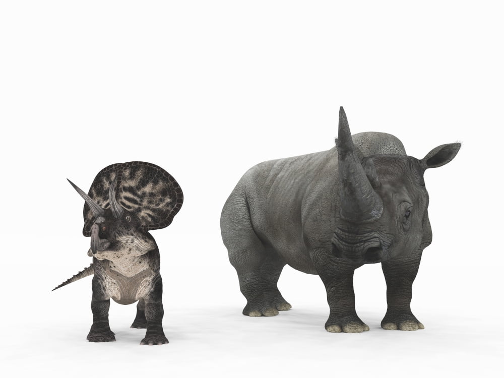 An adult Zuniceratops compared to a modern adult White Rhinoceros Canvas Art - Walter MyersStocktrek Images (17 x 13)
