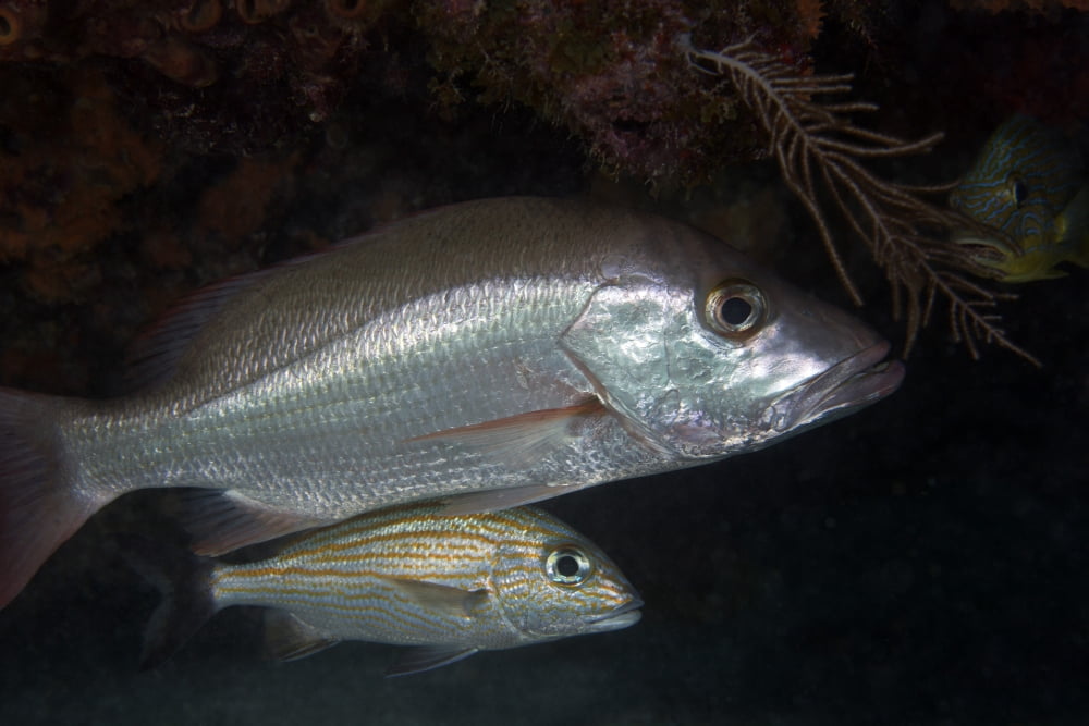 An adult and juvenile White Grunt fish swimming off the coast of Key Largo Florida Canvas Art - Michael WoodStocktrek Images (35 x 23)