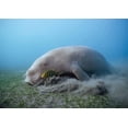thumbnail image 1 of An adult male dugong feeding on sea grass, Australia Poster Print by VWPics/Stocktrek Images (17 x 11), 1 of 1