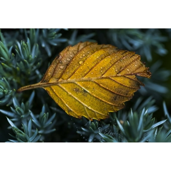 An alder leaf fallen into a flower garden; Astoria Oregon United States of America Poster Print by Robert L Potts12332109
