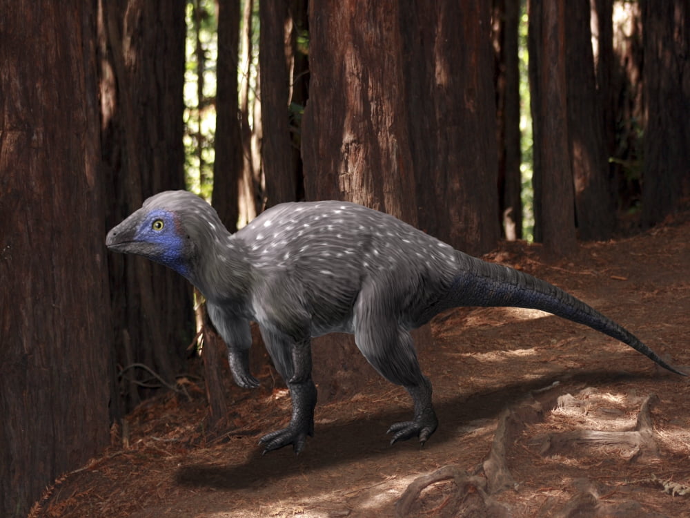An alert Kulindadromeus in the woodlands Canvas Art - Nobumichi TamuraStocktrek Images (17 x 13)