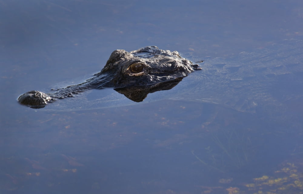 An alligator peeks its head up out of water in the Everglades National Park Canvas Art - Michael WoodStocktrek Images (35 x 23)