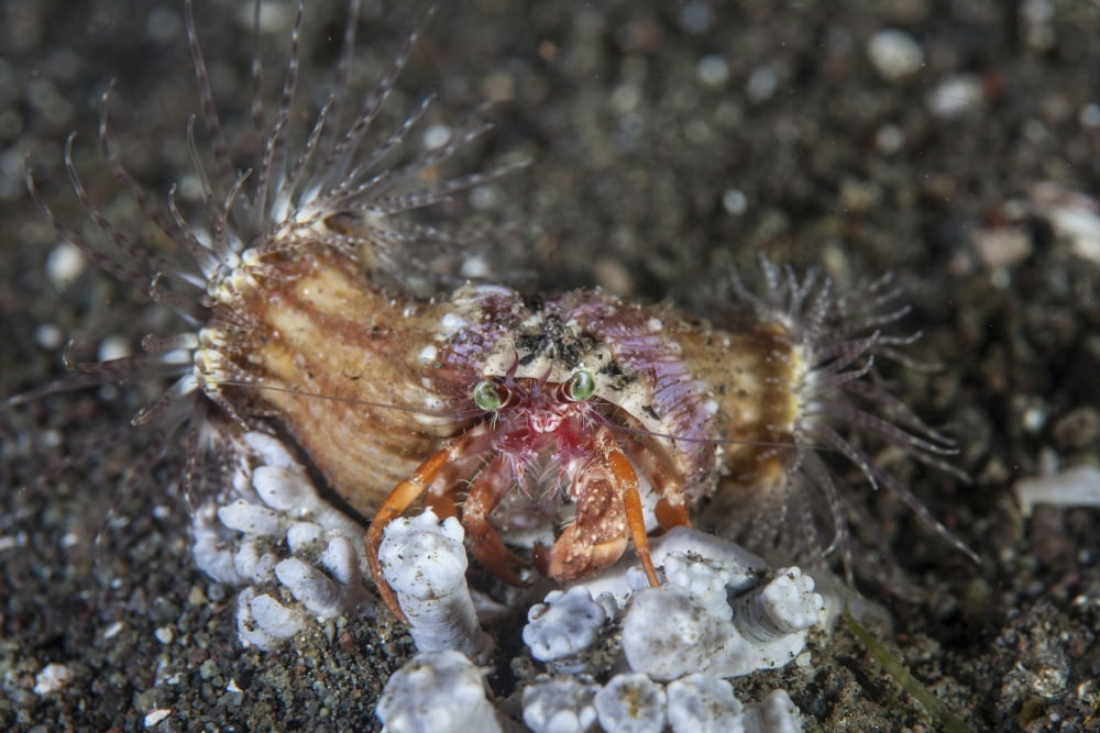 An anemone hermit crab crawls across the seafloor of Indonesia Canvas Art - Ethan DanielsStocktrek Images (17 x 12)