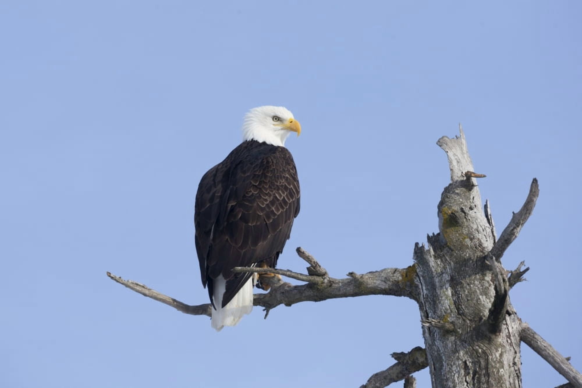 An eagle up on the top of a dead tree against a blue sky Canvas Art - Doug Lindstrand Design Pics (36 x 24)
