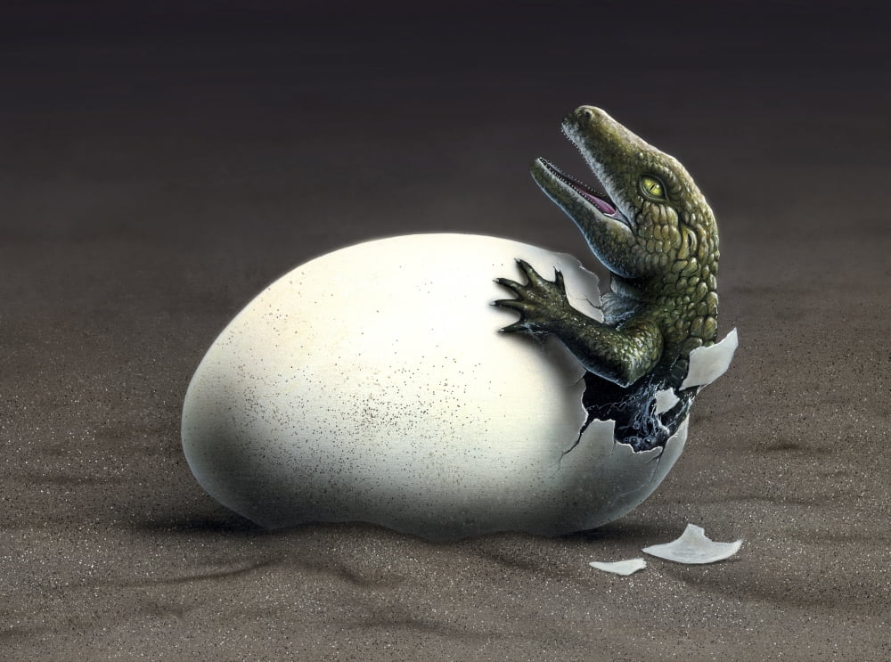 An early dinosaur ancester Seymouria hatches from an egg Canvas Art - Jerry LoFaroStocktrek Images (17 x 13)