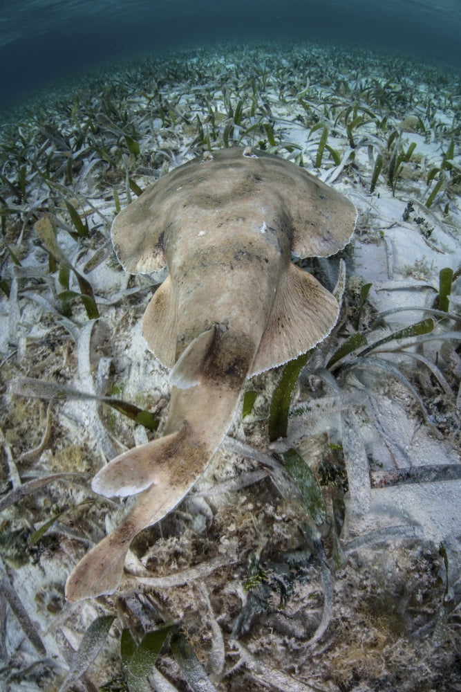 An electric ray on the seafloor of Turneffe Atoll off the coast of Belize Canvas Art - Ethan DanielsStocktrek Images (12 x 17)