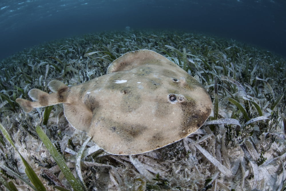 An electric ray on the seafloor of Turneffe Atoll off the coast of Belize Canvas Art - Ethan DanielsStocktrek Images (17 x 12)