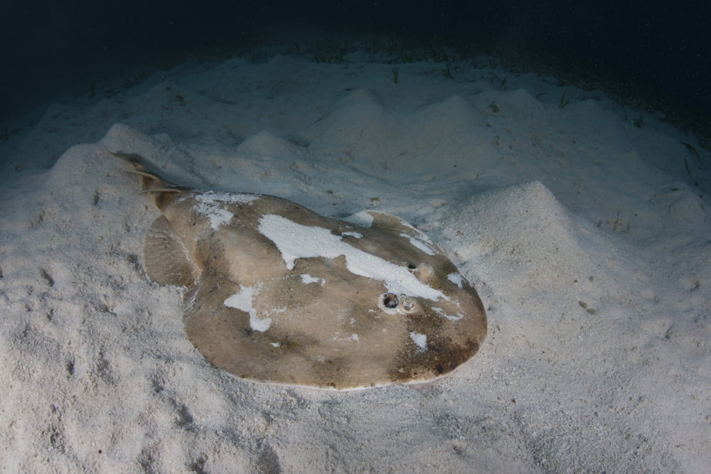 An electric ray on the seafloor of Turneffe Atoll off the coast of Belize Canvas Art - Ethan DanielsStocktrek Images (17 x 12)