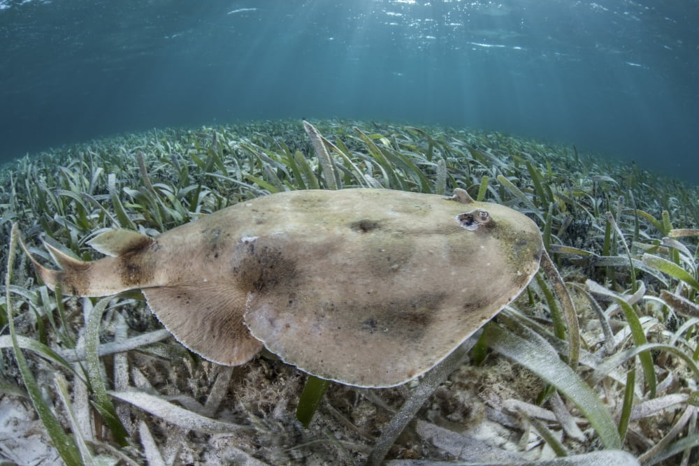 An electric ray on the seafloor of Turneffe Atoll off the coast of Belize Canvas Art - Ethan DanielsStocktrek Images (17 x 12)