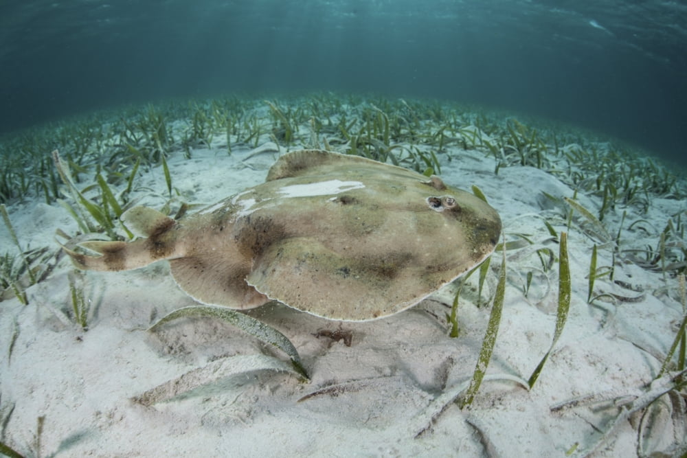 An electric ray on the seafloor of Turneffe Atoll off the coast of Belize Canvas Art - Ethan DanielsStocktrek Images (17 x 12)