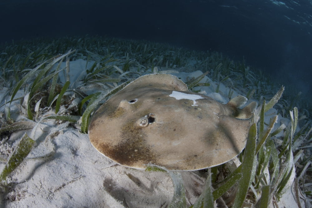 An electric ray on the seafloor of Turneffe Atoll off the coast of Belize Canvas Art - Ethan DanielsStocktrek Images (34 x 23)