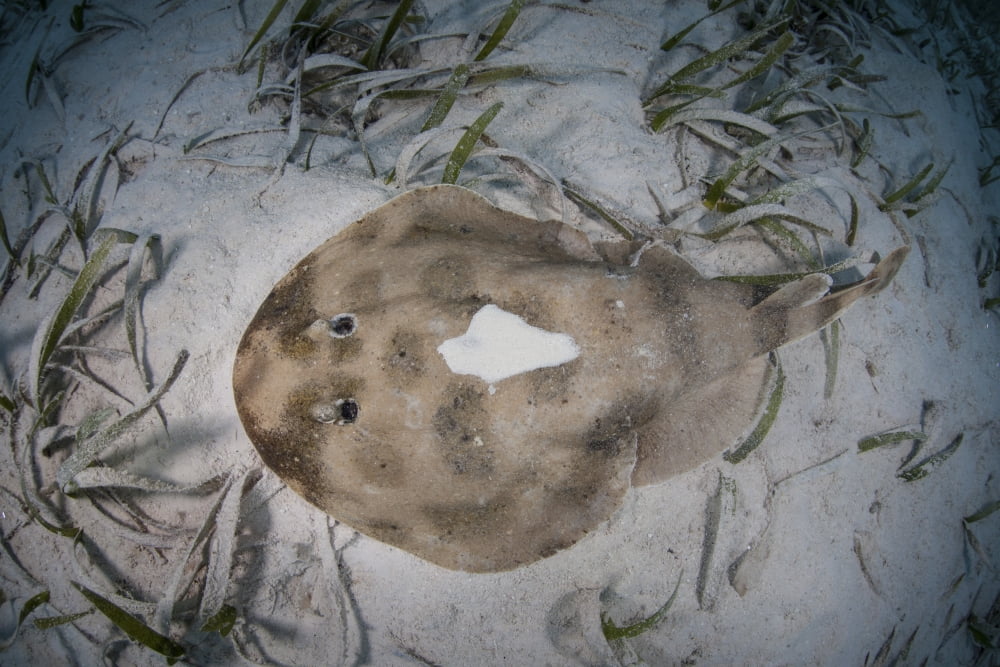 An electric ray on the seafloor of Turneffe Atoll off the coast of Belize Canvas Art - Ethan DanielsStocktrek Images (34 x 23)