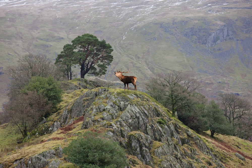 An elk standing on the top of a rock and callingCumbria england Canvas Art - John Short Design Pics (19 x 12)