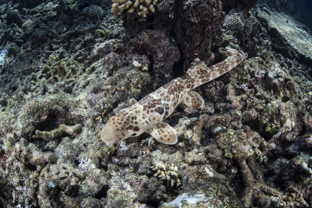 An endemic epaulette shark swims across the seafloor of Raja Ampat Canvas Art - Ethan DanielsStocktrek Images (17 x 12)