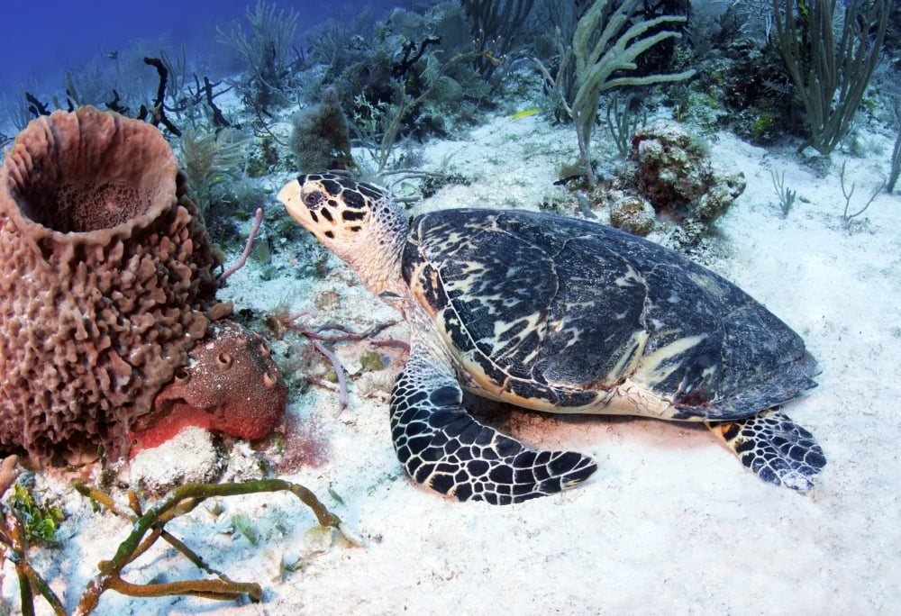 An injured Hawksbill Turtle in Caribbean Sea Mexico Canvas Art - Karen DoodyStocktrek Images (34 x 24)