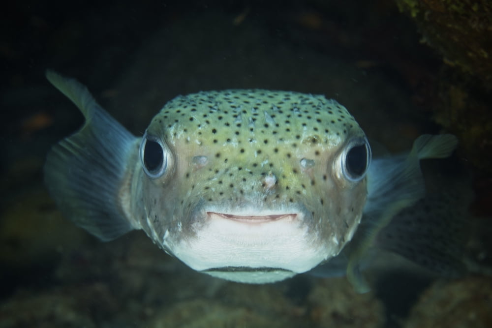 An inquisitive Porcupinefish Bonaire Caribbean Netherlands Canvas Art - Terry MooreStocktrek Images (35 x 23)