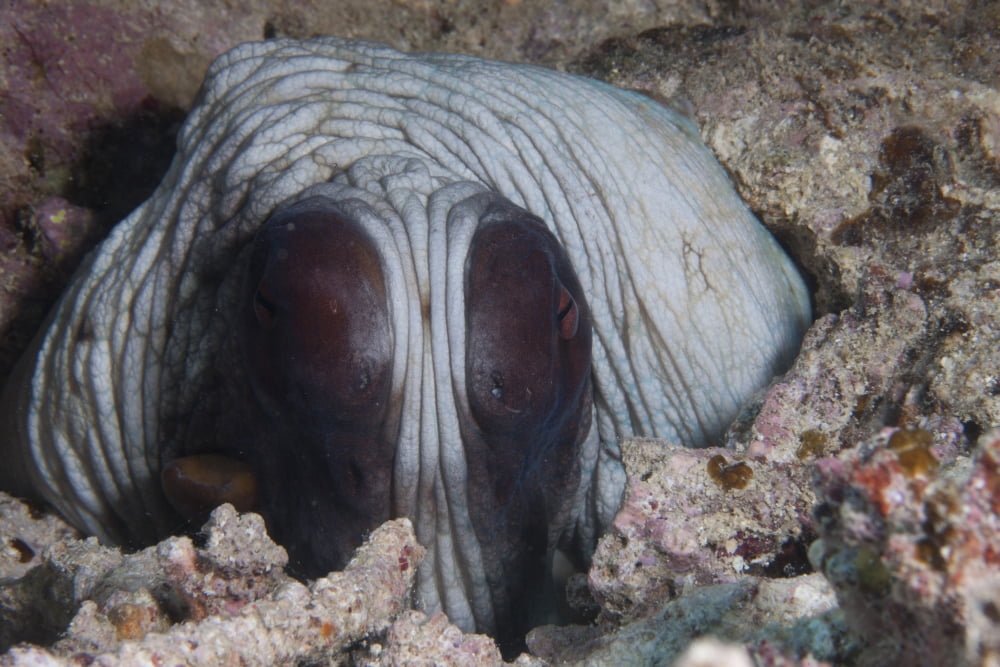 An inquisitive octopus in a Fijian reef Canvas Art - Terry MooreStocktrek Images (18 x 12)