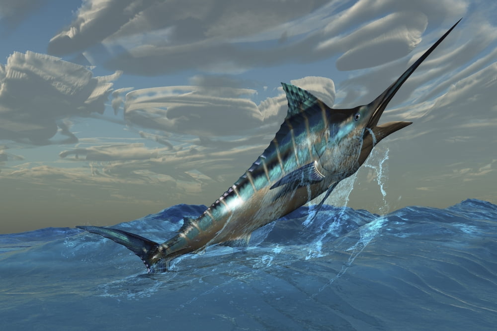 An iridescent Blue Marlin bursts from ocean waters Canvas Art - Corey FordStocktrek Images (18 x 12)