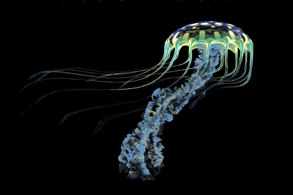 An iridescent blue jellyfish with trailing stinging tentacles Canvas Art - Corey FordStocktrek Images (35 x 23)