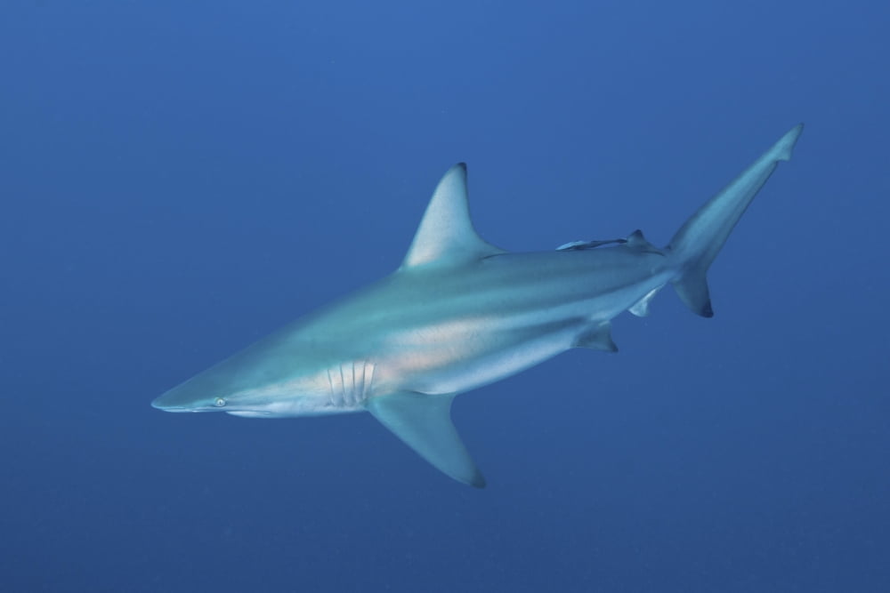 An oceanic blacktip shark South Africa Canvas Art - Mathieu MeurStocktrek Images (17 x 12)
