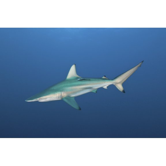 An oceanic blacktip shark South Africa Canvas Art - Mathieu MeurStocktrek Images (17 x 12)