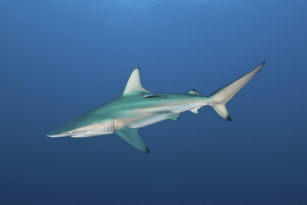 An oceanic blacktip shark South Africa Canvas Art - Mathieu MeurStocktrek Images (34 x 23)