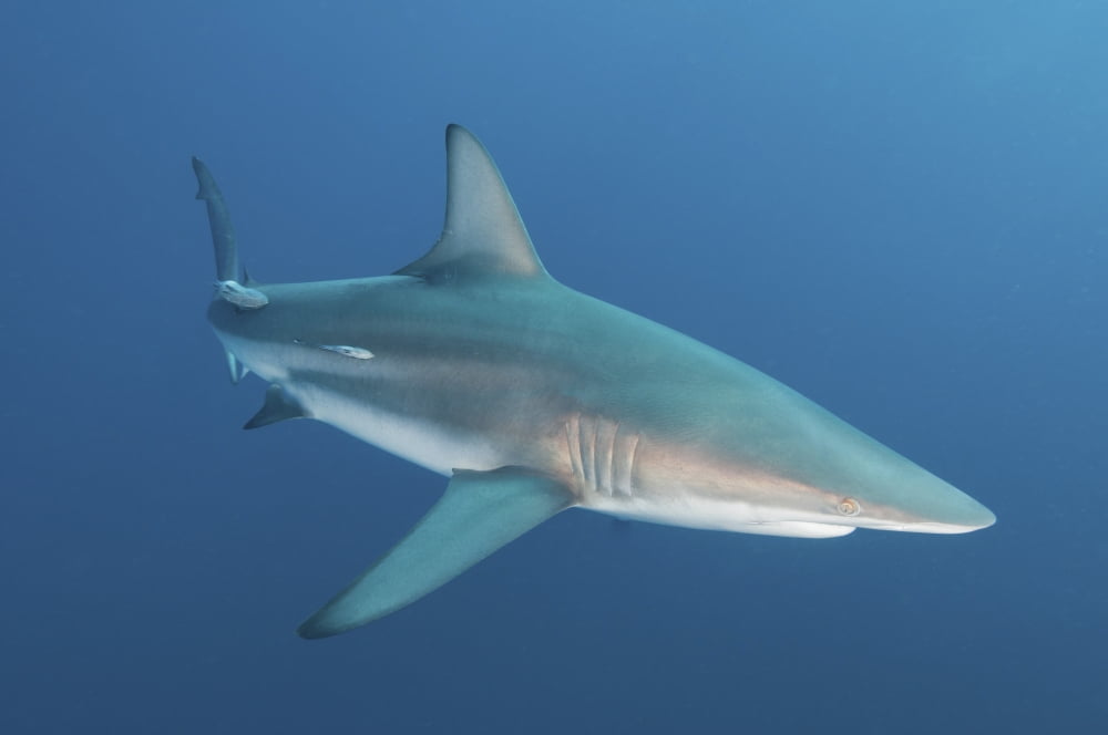 An oceanic blacktip shark South Africa Canvas Art - Mathieu MeurStocktrek Images (34 x 23)